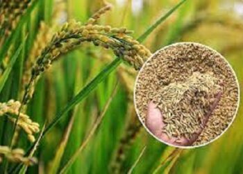 प्रदेश में एक अक्तूबर से शुरू होगी धान की खरीद..
