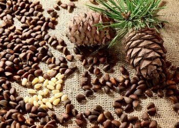 क्या आपको पता हैं चिलगोजे/चिल्गीटी (पाइन नट्स) के फायदे..