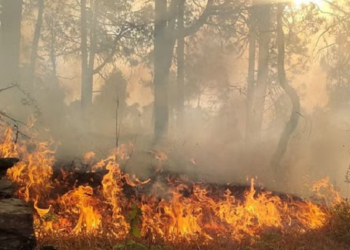 नहीं थम रहा वनाग्नि का कहर, धधक रहे जंगल..