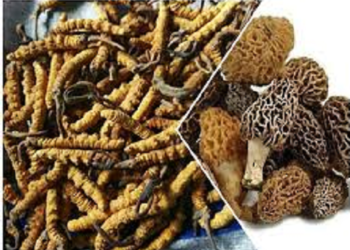 कीड़ाजड़ी और गुच्छी मशरूम को वन उपज की श्रेणी में लाने की तैयारी..