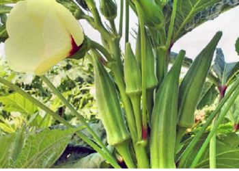 उत्तराखंड के 9 जिलों में भेजे जाएंगे काशीपुर में तैयार बीज, किसानों को होगा फायदा..