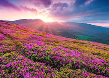 फूलों की घाटी में खिले रंग-बिरंगे फूल, एक जून से पर्यटन के लिए खुलेंगे द्वार..