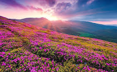 फूलों की घाटी में खिले रंग-बिरंगे फूल, एक जून से पर्यटन के लिए खुलेंगे द्वार..