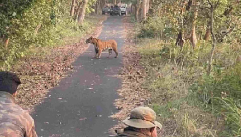 15 नवंबर से खुलेगा विश्व प्रसिद्ध राजाजी टाइगर रिजर्व, पर्यटक उठा सकेंगे जंगल सफारी का रोमांच..