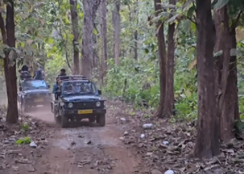 जंगल सफारी के लिए तैयार हुआ CTR, 15 अक्टूबर से खुलेंगे बिजरानी गेट..