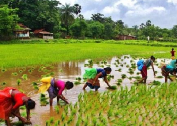 फसलों की सुरक्षा के लिए केंद्र से 25 करोड़ की मदद, 44 हजार से अधिक किसानों को लाभ..